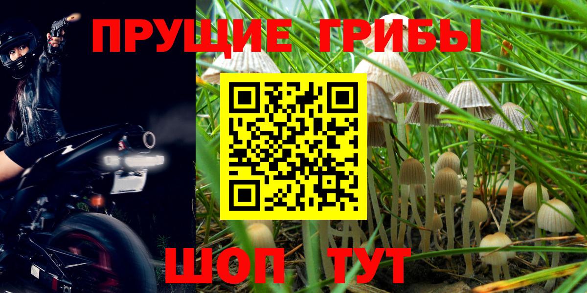 закладки  Псилоцибиновые грибы мицелий  Вход с VPN  Тавда 